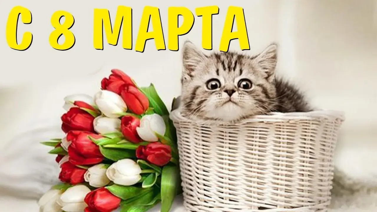 Открытка 8 марта - Котенок и тюльпаны: милая открытка с котенком | Красивая открытка #396
