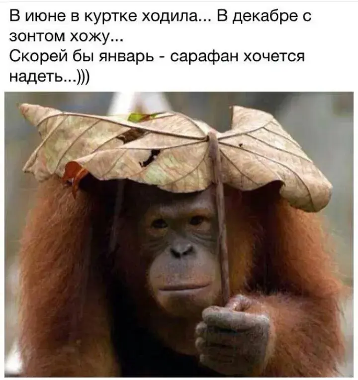 Открытка о погоде - Обезьяна под зонтом из листьев | Красивая открытка #15