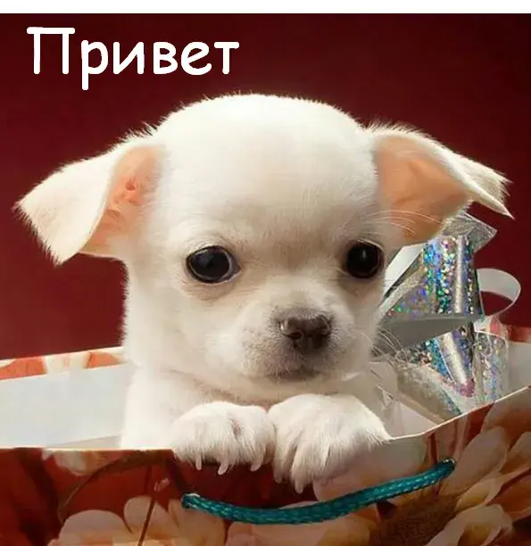 Открытка Привет - Открытка с щенком в подарочной коробке | Красивая открытка #40
