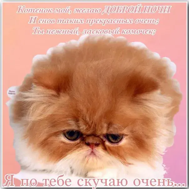 Открытка Скучаю - Рыжий котёнок: милая открытка с котиком | Красивая открытка #57