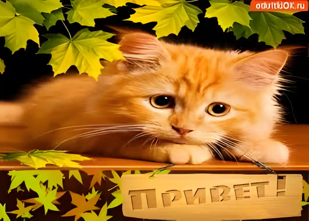 Открытка Открытки с приветствиями  - Привет! Открытка с рыжим котенком и осенними листьями | Красивая открытка #157