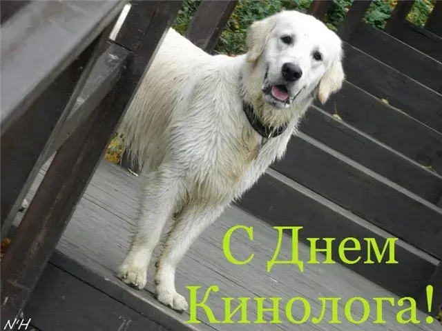 Открытка Открытки с днем кинолога - Открытка с золотистым щенком: С Днём кинолога! | Красивая открытка #26
