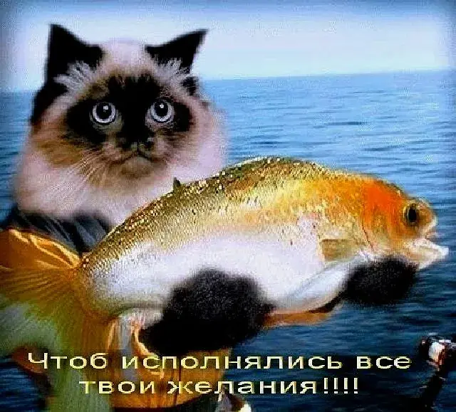 Открытка С кошками - Кошка с рыбой: отрывка открытка | Красивая открытка #6