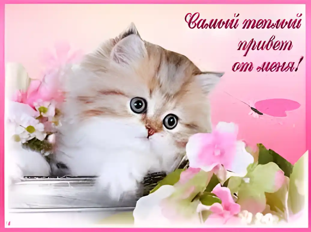 Открытка Открытки с приветствиями  - Котенок и цветы: нежная открытка с пушистым другом | Красивая открытка #8