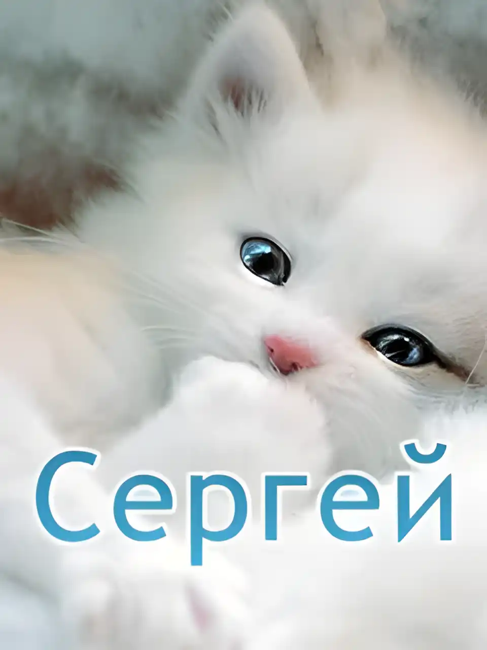 Открытка Открытки с именем Сергей - Милая кошечка на открытке: поздравления с праздником | Красивая открытка #213