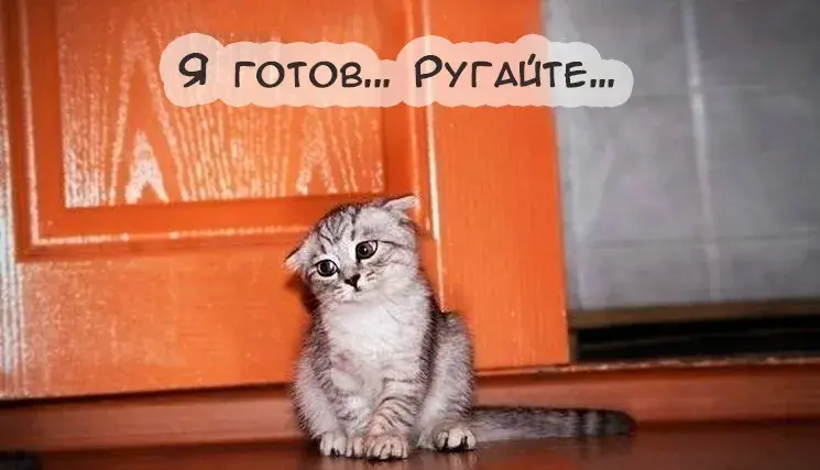 Открытка Прикольные открытки с животными - Потёртый порог, котёнок, открытка с котиком | Красивая открытка #24