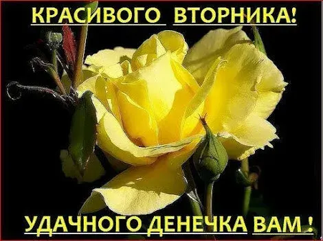 Открытка Удачного вторника - Яркие желтые розы: открытка с цветами! | Красивая открытка #22