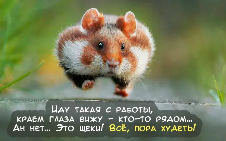 Открытка Прикольные открытки с животными - Милый хомяк: открытка с пушистым грызуном | Красивая открытка #30