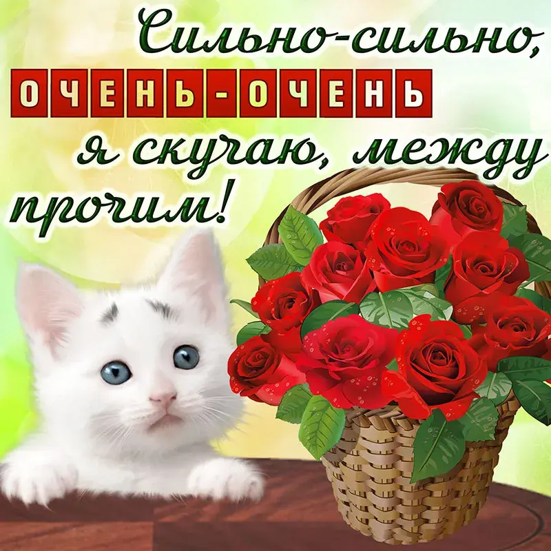 Открытка С красными розами - Открытка: котенок и букет роз | Красивая открытка #88