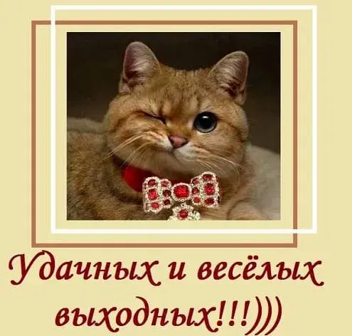Открытка Выходные - Открытка с рыжим котом в бантике | Красивая открытка #94