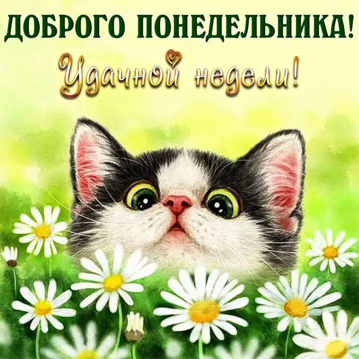Открытка Недели - Открытка с котенком и ромашками | Красивая открытка #38