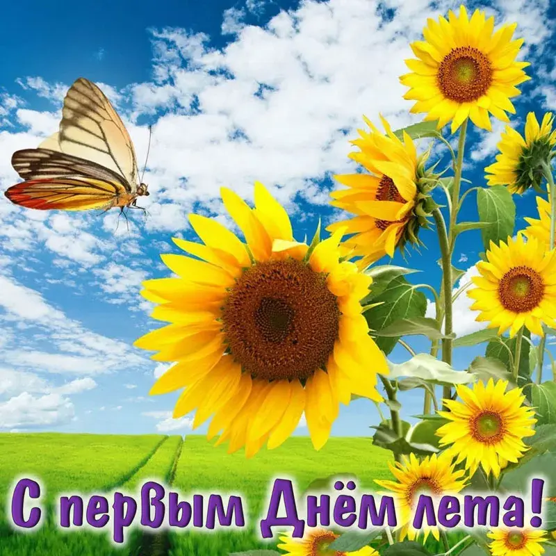 Открытка Первый день лета - С Днём рождения! Подсолнухи и бабочка | Красивая открытка #168