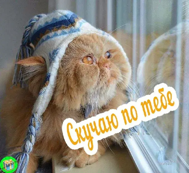 Открытка Открытки скучаю по тебе - Рыжий кот в шапке: Открытка с милым котиком | Красивая открытка #122