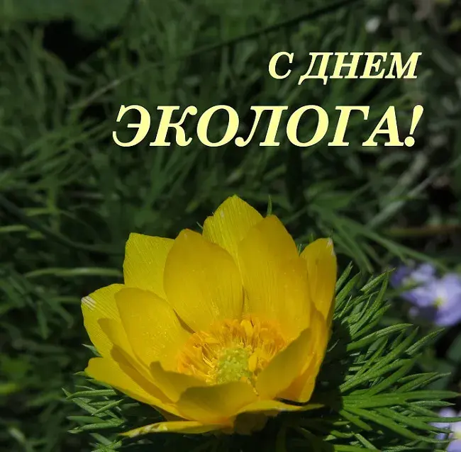 Открытка День эколога - Желтый цветок на зеленом фоне | Красивая открытка #78