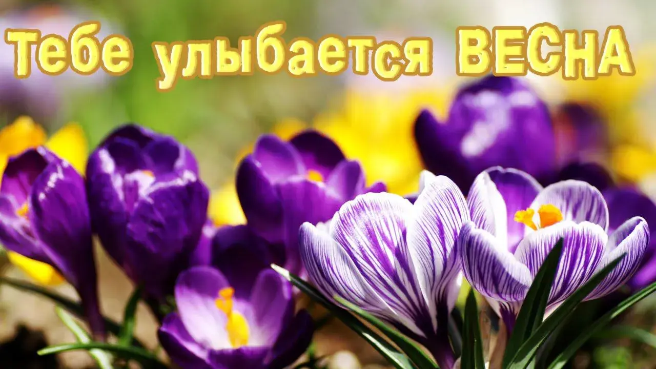 Открытка С крокусами - Фиолетовые крокусы: весенние цветы, фото | Красивая открытка #3