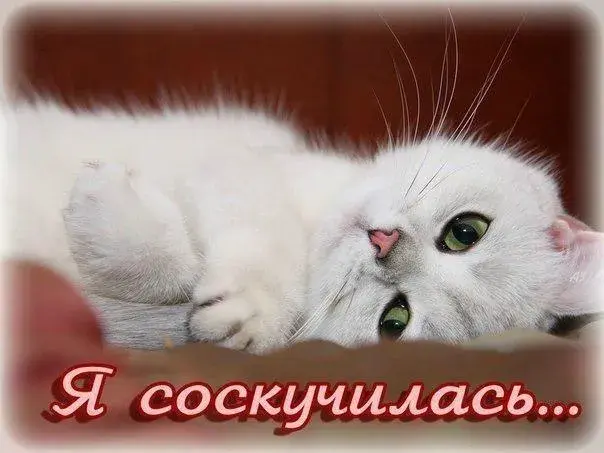 Открытка Я скучаю  - Белый котенок лежит на красной подушке | Красивая открытка #46