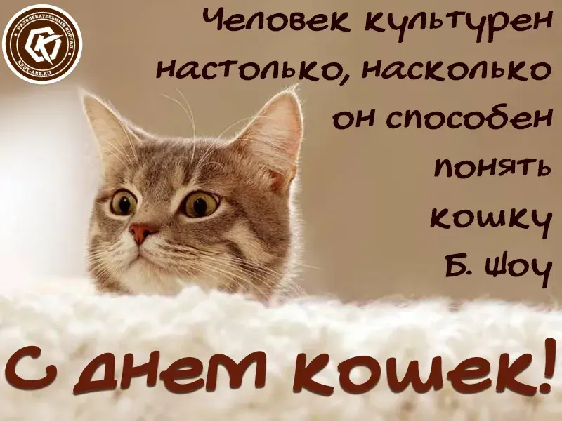 Открытка С Всемирным днём кошек - С Днем! Удивленный котенок на открытке | Красивая открытка #4