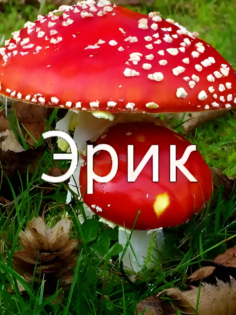 Открытка Открытки с именем Эрик - Открытка с мухомором: Красный гриб на траве | Красивая открытка #115