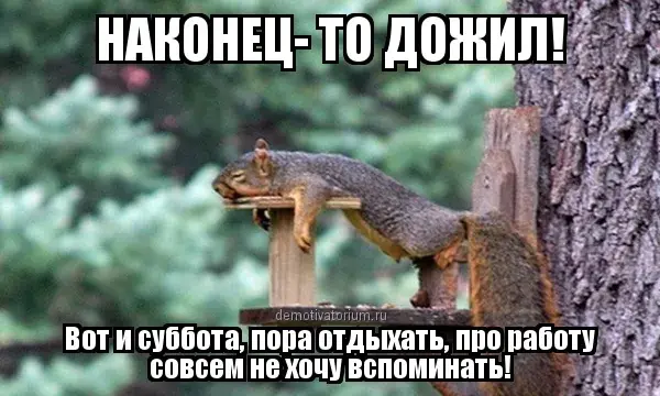 Открытка Выходные - Белка с кружкой: смешная открытка с животным | Красивая открытка #29