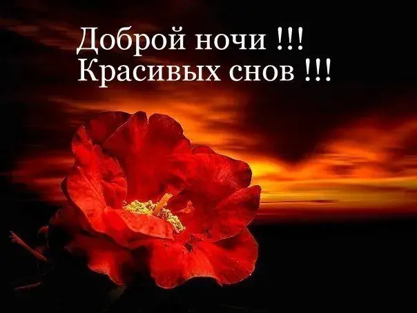 Открытка С маком - Красный цветок на закате: открытка с днем рождения | Красивая открытка #51