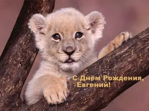 Открытка открытки с именем Евгений - Открытка с щенком льва: С Днём Рождения! | Красивая открытка #178