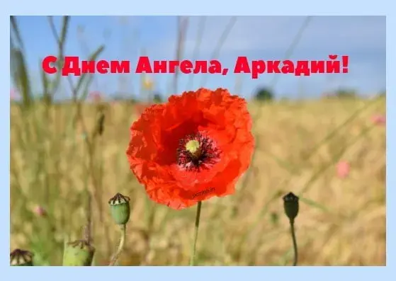 Открытка открытки с именем Аркадий  - Открытка с маком: Красивое поздравление с праздником | Красивая открытка #167
