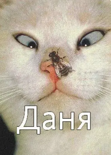 Открытка Открытки с именем Даниил/Данил - Кошка и муха: смешная открытка с котом | Красивая открытка #79