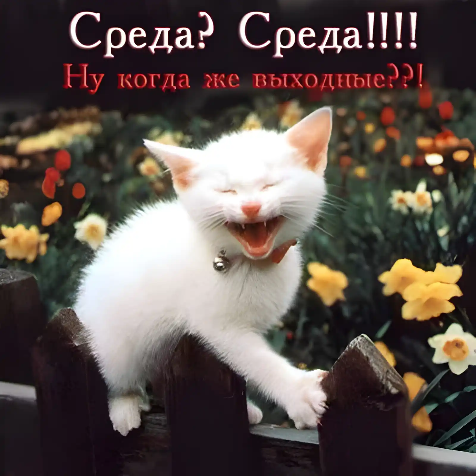 Открытка Доброе утро среда - Белый котенок на заборе с цветами | Красивая открытка #11