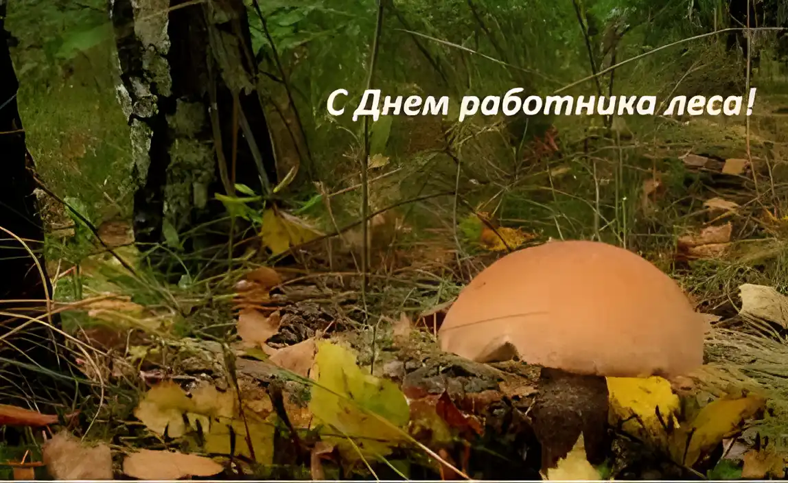 Открытка День работников леса - Открытка с грибом в осеннем лесу  поздравления | Красивая открытка #35