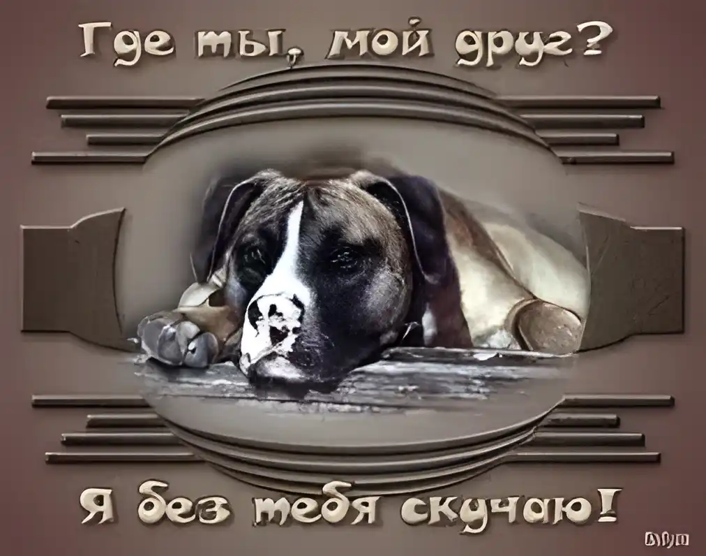 Открытка Скучаю - Открытка "Я скучаю": Грустный щенок, милая картинка | Красивая открытка #48