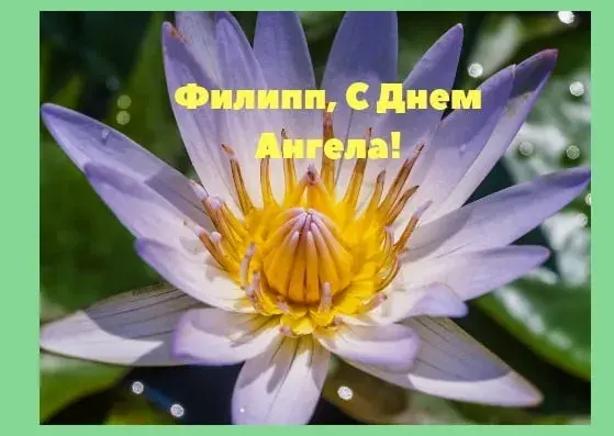 Открытка Открытки с именем Филлип - Открытка с красивым водяным лилием | Красивая открытка #118