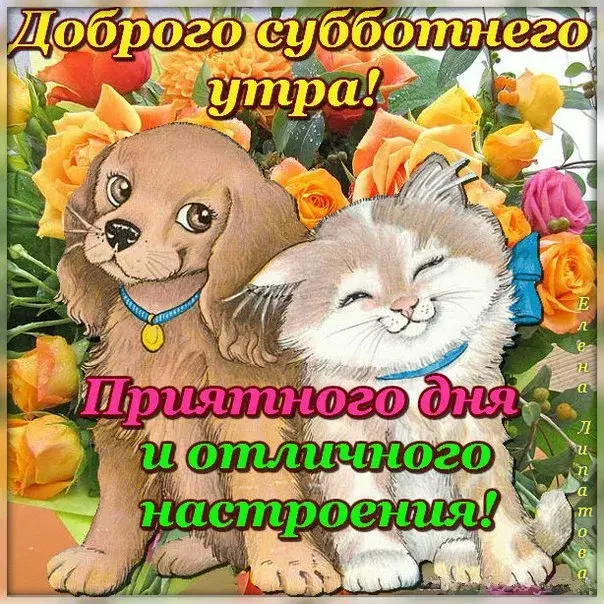Открытка Открытки на субботу - Открытка с котенком и щенком. Симпатичные животные на природе. | Красивая открытка #158