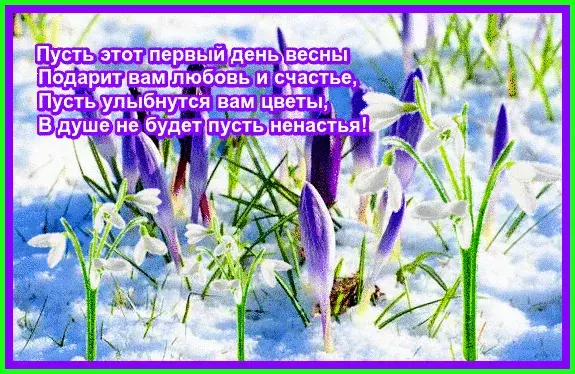 Открытка  С первым днем весны - Цветы на снегу: весенняя открытка с подснежниками | Красивая открытка #24