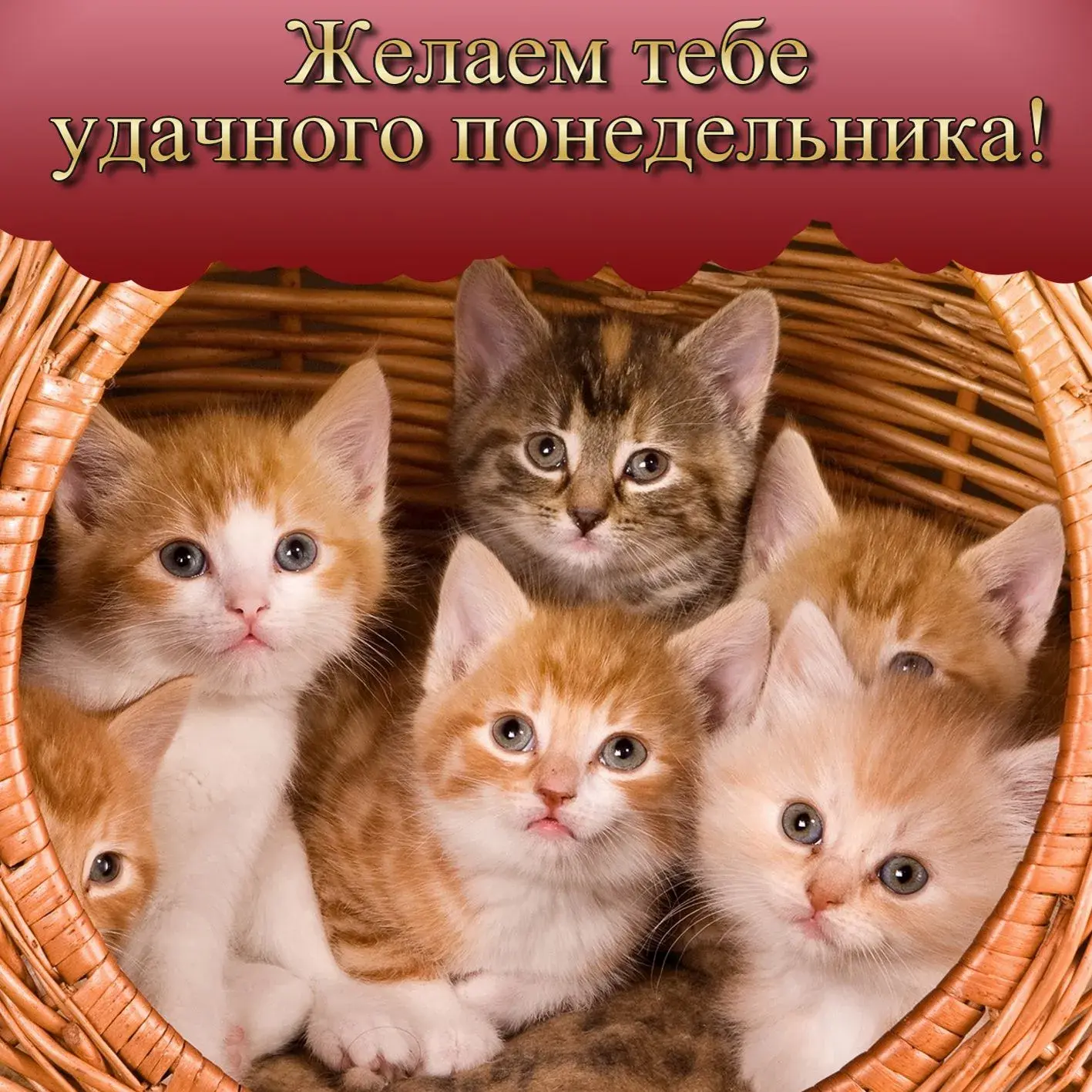 Открытка Удачного понедельника - Милые котята в корзинке - открытка | Красивая открытка #9