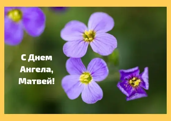 Открытка открытки с именем Матвей  - Фиолетовые цветы крупным планом | Красивая открытка #184