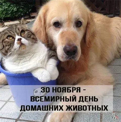 Открытка Открытки на Всемирный день домашних животных - Открытка: День домашних животных  кошка и собака | Красивая открытка #19