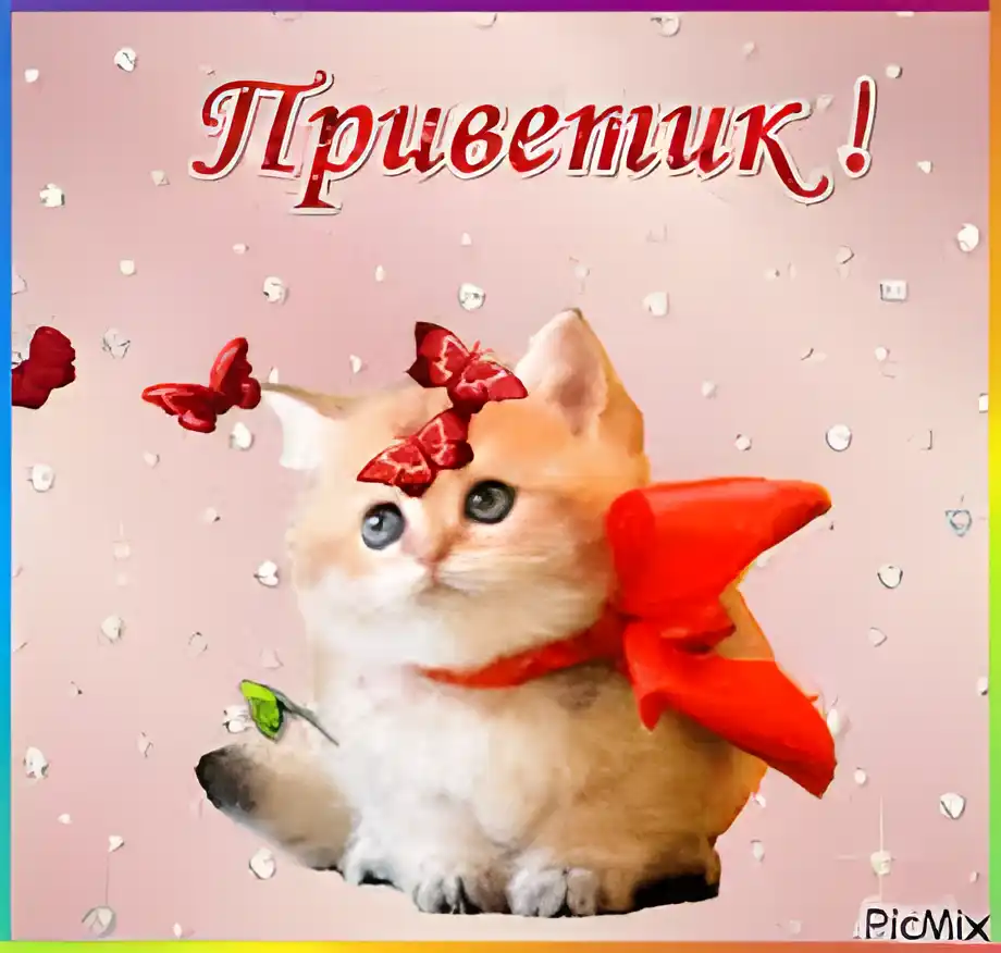 Открытка Открытки с приветствиями  - Милый котенок с бантиком: Открытка с котенком | Красивая открытка #117