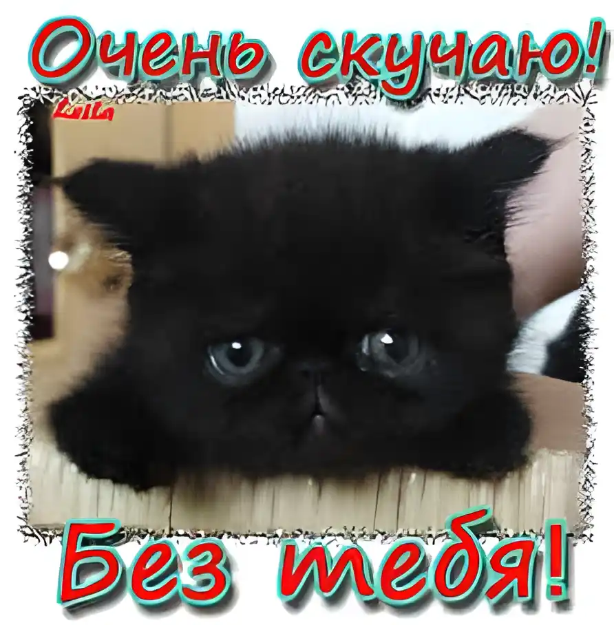 Открытка Открытки скучаю по тебе - Котёнок, открытка, черно-белое фото, милый котенок | Красивая открытка #140