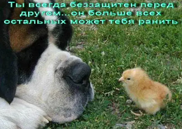 Открытка Прикольные открытки с животными - Собака и цыпленок: милая открытка с животными | Красивая открытка #25
