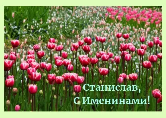 Открытка Открытки с именем Станислав  - Поле красных тюльпанов: открытка с днем рождения | Красивая открытка #201