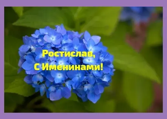 Открытка Открытки с именем Ростислав  - Открытка с синими гортензиями: С Днем рождения! | Красивая открытка #55