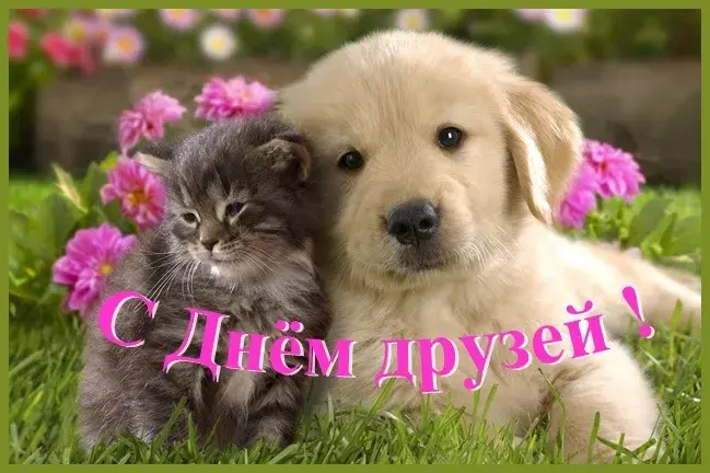 Открытка Открытки с днем друзей - Открытка: кот и щенок на траве с цветами | Красивая открытка #24