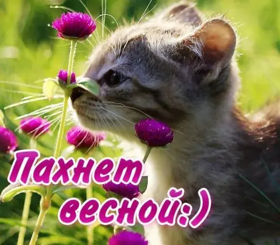 Открытка времена года - Кот и фиалки: нежная весенняя открытка | Красивая открытка #79
