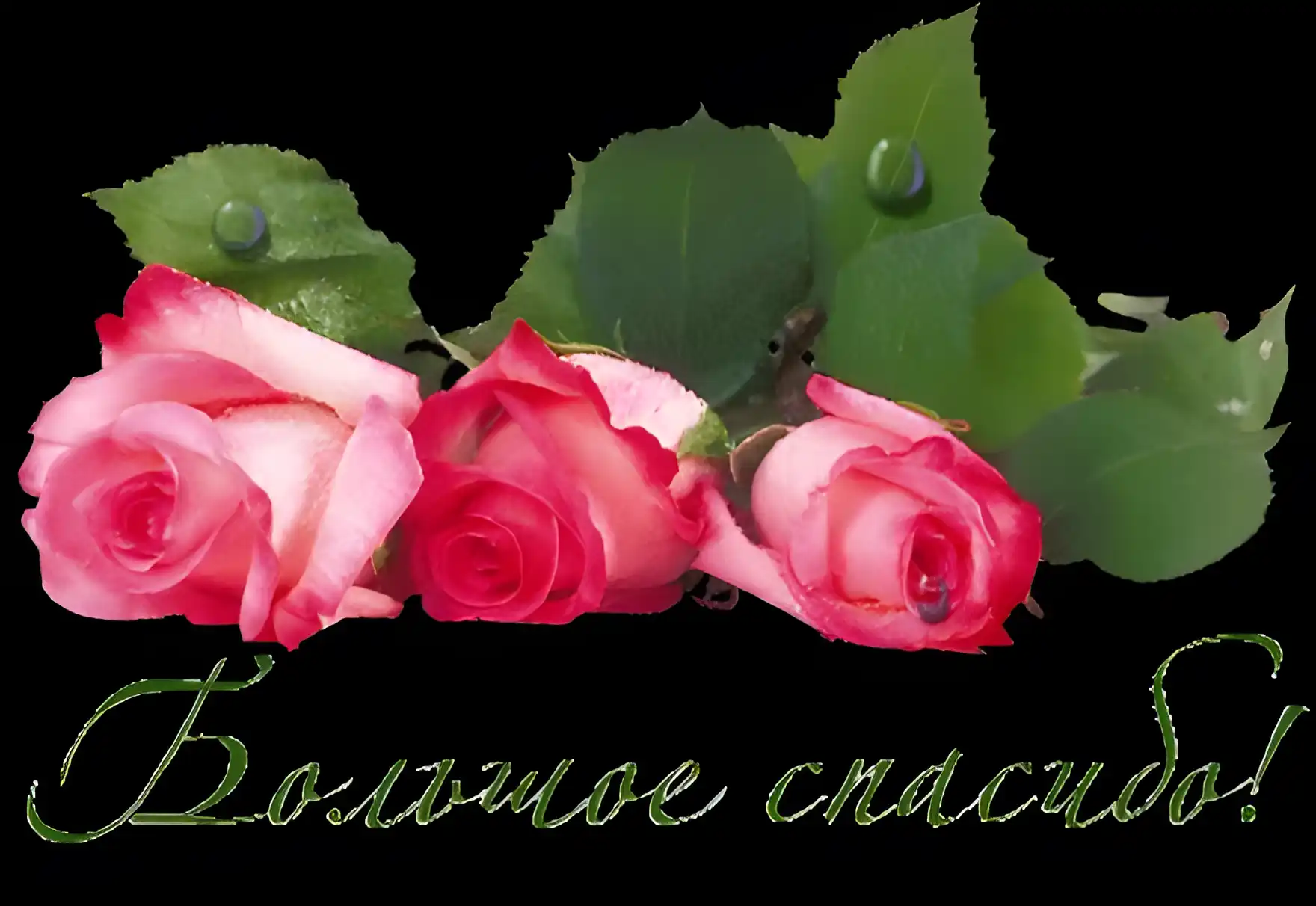 Открытка С розовыми розами - Розовые розы на открытке: нежные цветы для вас | Красивая открытка #87
