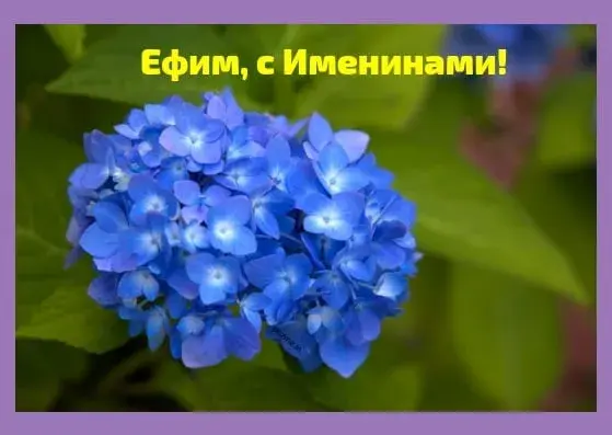 Открытка открытки с именем Ефим - Голубые гортензии: открытка с цветами | Красивая открытка #140