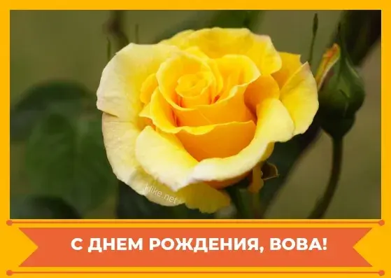 Открытка открытки с именем Владимир - Желтая роза: открытка с днем рождения | Красивая открытка #57