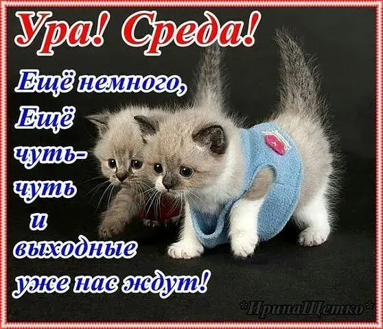 Открытка Открытки на среду - Две милые котятины в костюмчиках - открытка | Красивая открытка #111