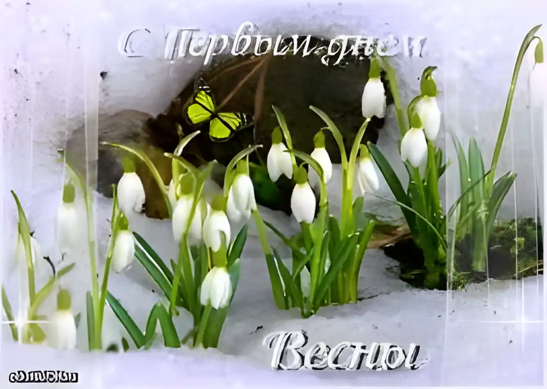Открытка Открытки с первым днем весны - Подснежники и бабочка: открытка с весенним сюрпризом | Красивая открытка #81