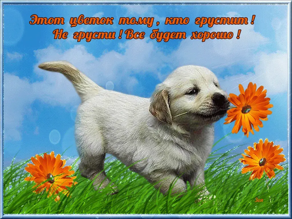 Открытка Не грусти - Щенок с цветами: открытка с собакой и одуванчиками | Красивая открытка #20