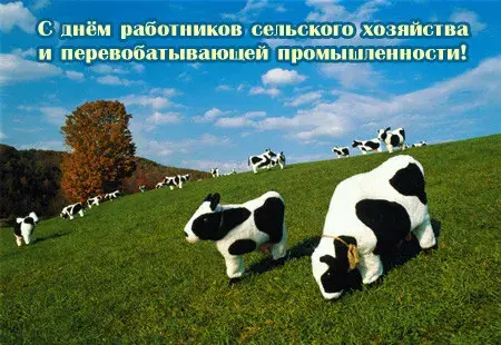 Открытка Открытки на день работников сельского хозяйства и перерабатывающей промышленности  - Стадо коров на лугу: открытка с природой | Красивая открытка #43